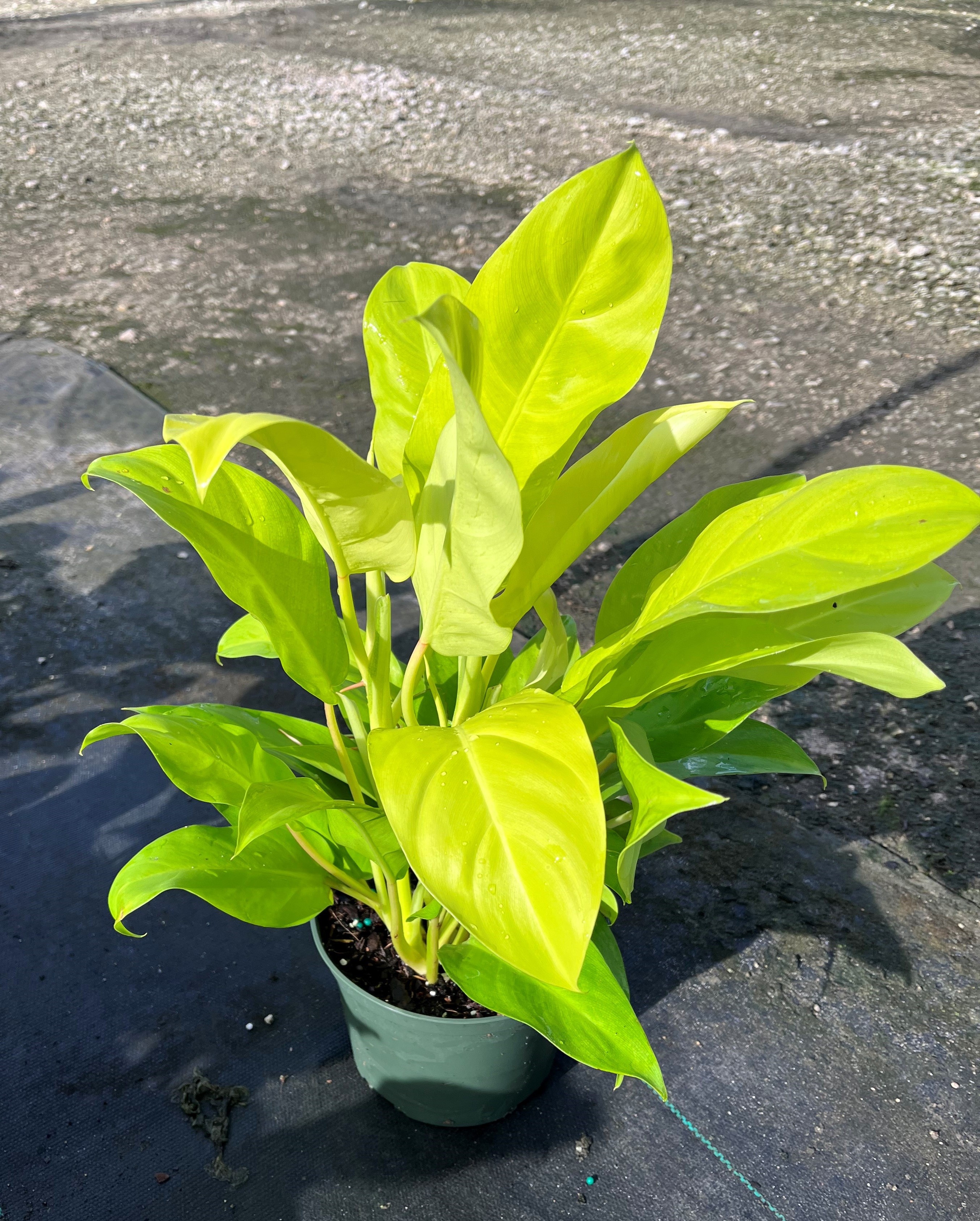 06'' philodendron Lemon Lime - Click Image to Close